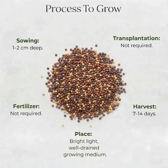 Microgreen Mustard Seeds (10 gms)