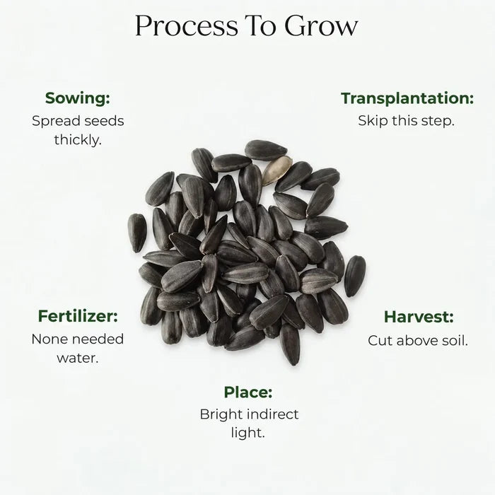 Microgreen Sunflower Seeds (10 gms)