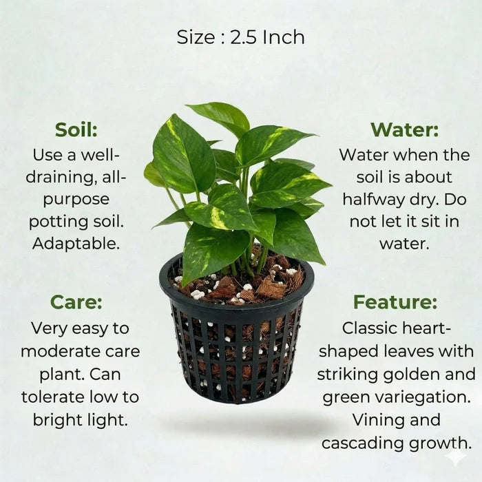 A plant in black net pot on a white background with certain details