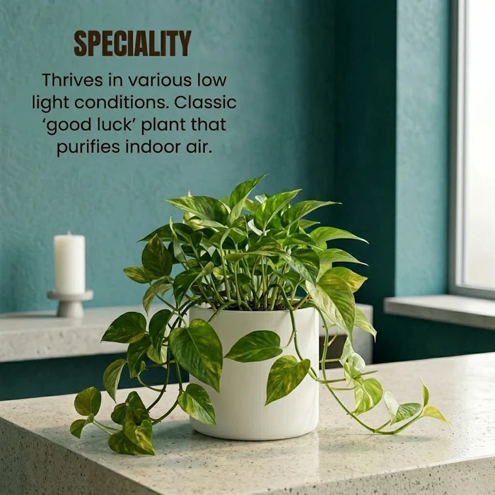 Golden Pothos (Epipremnum aureum) in a white cylindrical pot, featuring trailing heart-shaped leaves with vibrant yellow and green variegation, described as a classic air-purifying "good luck" plant that thrives in low light.