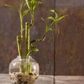 Image of a bamboo plant in a glass vase.