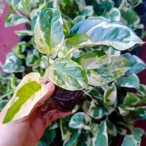 N'joy Money Plant Sapling(1pc)