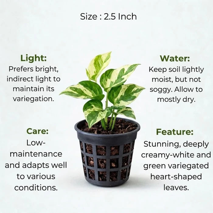 N'joy Money Plant Sapling(1pc)