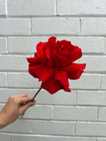 One Perfect Rose