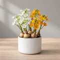 Orinithogalum Mix Flower Bulb (1pc)