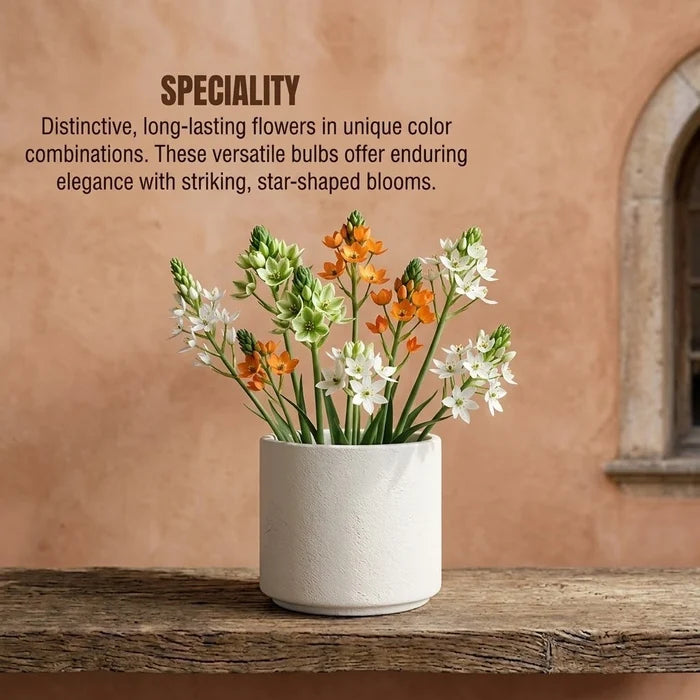 Orinithogalum Mix Flower Bulb (1pc)