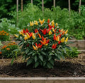 Ornamental Chilli Seeds (10 Seeds)