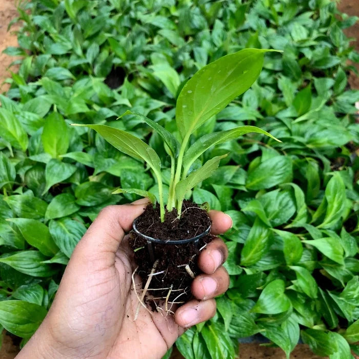 Hand holding a small potted plant with green leaves against a background of more plants.