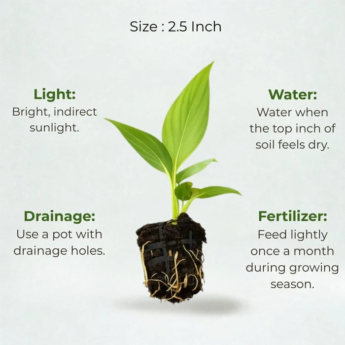 A plant in black net pot on a white background with certain details