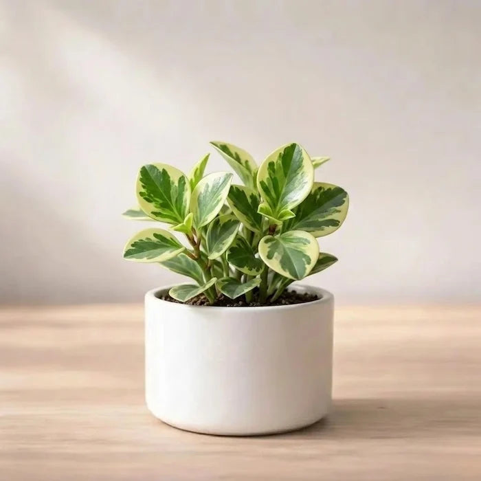 Peperomia Variegated in a white cylindrical pot, featuring small, thick leaves with a beautiful cream and green marbled pattern.