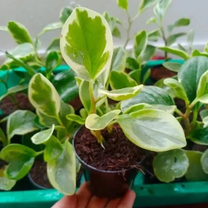 Hand holding a small Peperomia Variegated sapling in a dark nursery pot, showcasing its thick green leaves with creamy white edges.