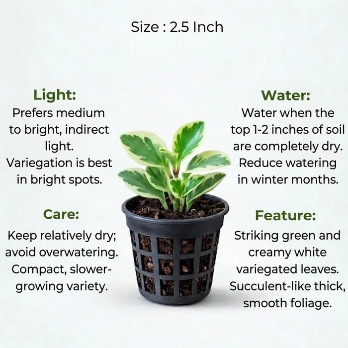 Small Peperomia Variegated sapling in a black mesh pot with care instructions for light, water, and features, highlighting its thick, succulent-like cream and green leaves.
