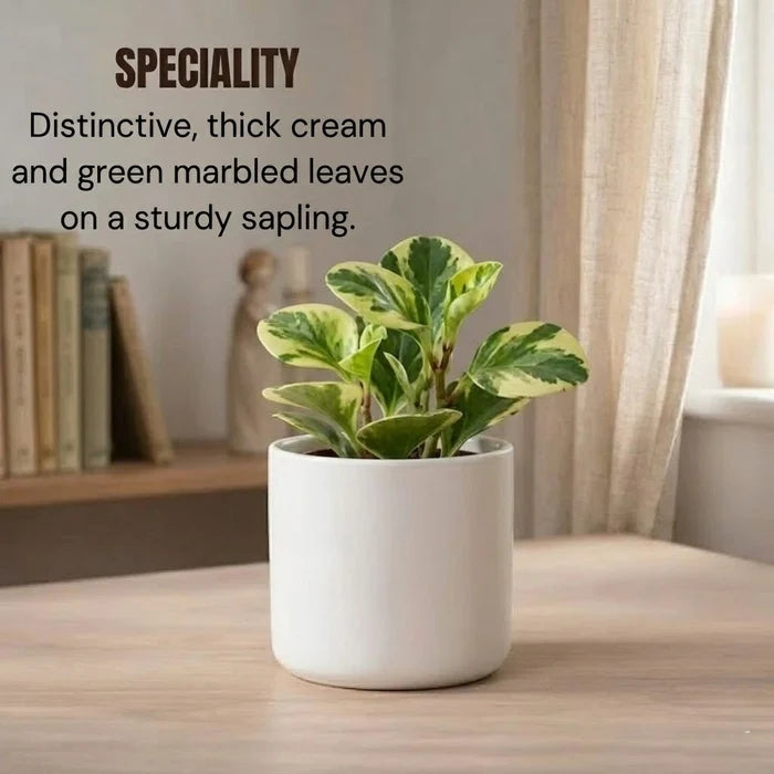 Peperomia Variegated sapling in a white cylindrical pot, featuring distinctive thick, cream and green marbled leaves on a sturdy stem.