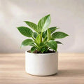 Potted plant with green leaves on a wooden surface