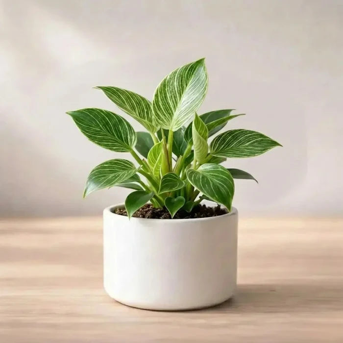 Potted plant with green leaves on a wooden surface
