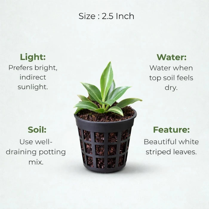 A plant in black net pot on a white background with certain details