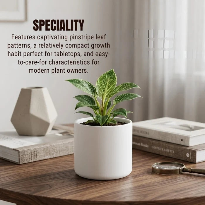 Philodendron Birkin in a white cylindrical pot, highlighting its captivating pinstripe leaf patterns and compact growth habit.