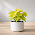 Small Philodendron Golden in a white cylindrical pot on a wooden surface.