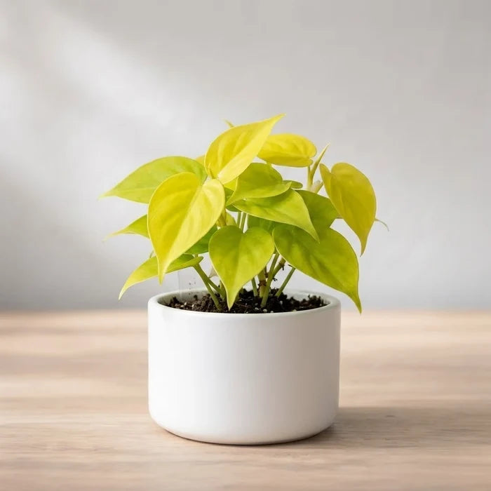 Small Philodendron Golden in a white cylindrical pot on a wooden surface.