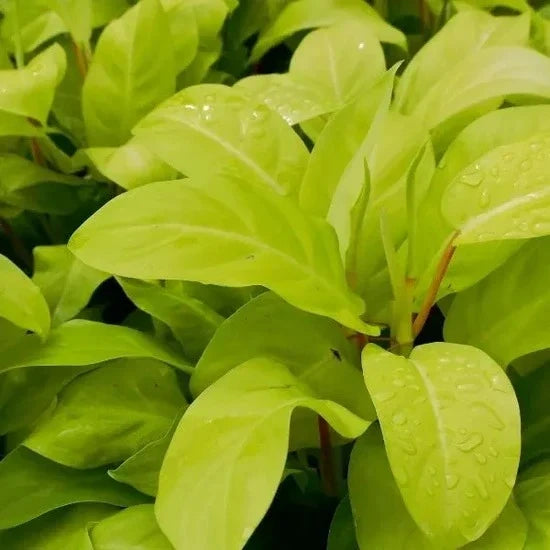 Close-up of vibrant, lime-green Philodendron Golden leaves with small water droplets on the surface.
