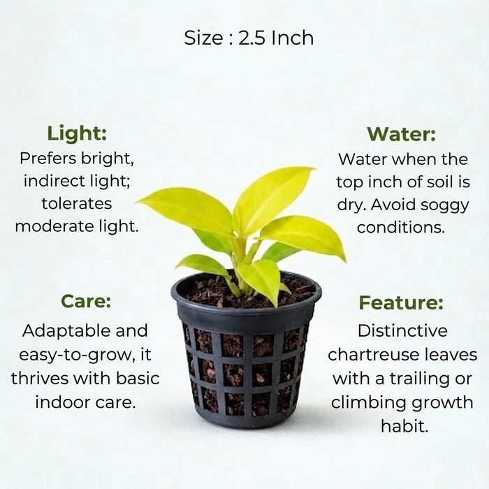 Small Philodendron Golden sapling in a black mesh pot with care instructions for light, water, and features.