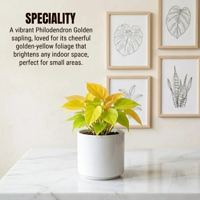 Philodendron Golden sapling with vibrant golden-yellow foliage in a white cylindrical pot.
