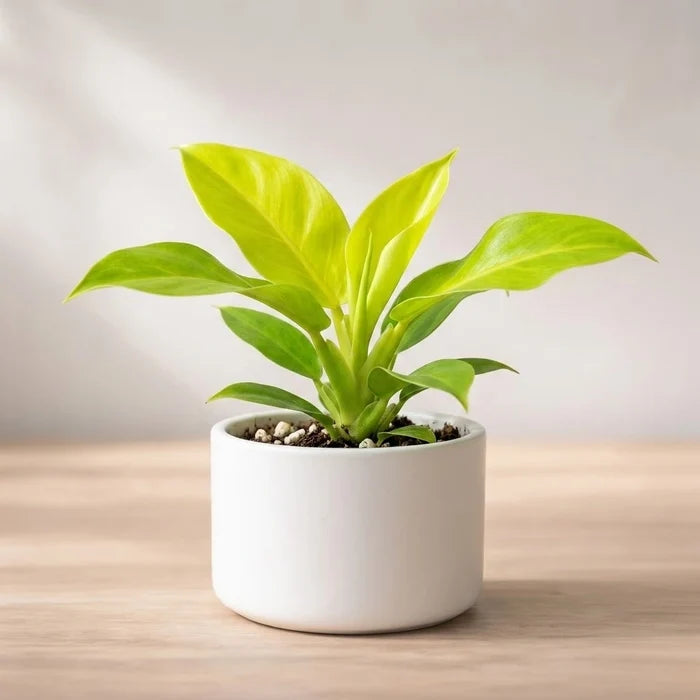 Philodendron Moonshine Plant Sapling (1pc)