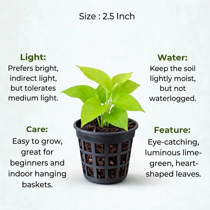Philodendron Moonshine Plant Sapling (1pc)