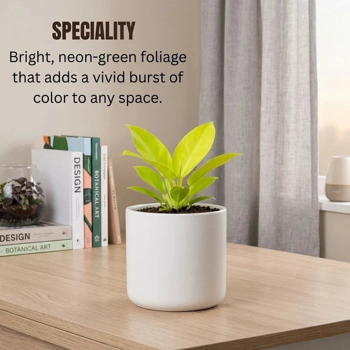 Philodendron Moonshine Plant Sapling (1pc)