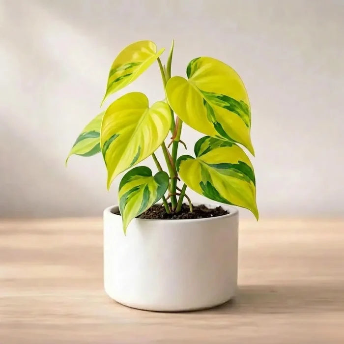 Small Philodendron Brasil with bright yellow and lime-green variegated leaves in a white cylindrical pot.