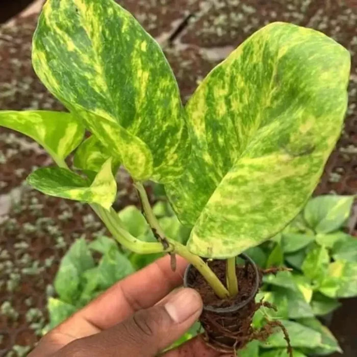 Hand holding a small, variegated Golden Pothos plant plug with vibrant yellow and green marbled leaves.