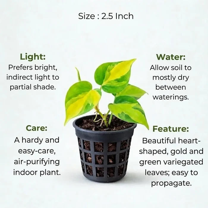 Small Philodendron Brasil sapling in a black mesh pot with care tips for light, water, and features.