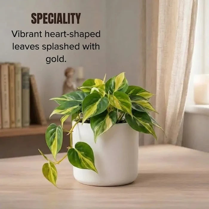 Philodendron Brasil in a white pot, featuring vibrant heart-shaped leaves with lime and yellow variegation.