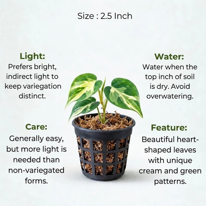 Philodendron Oxycardium Variegated Plant Sapling (1pc)