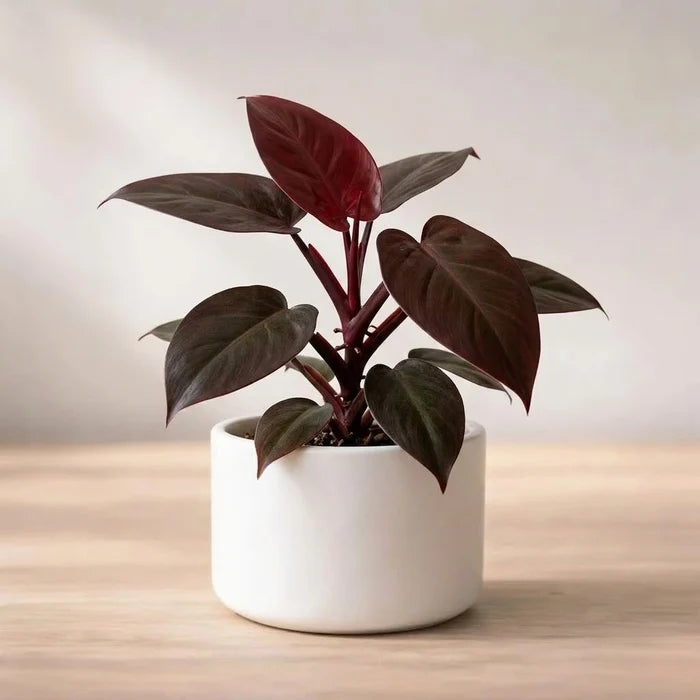 Small Philodendron with reddish-brown leaves in a white cylindrical pot.