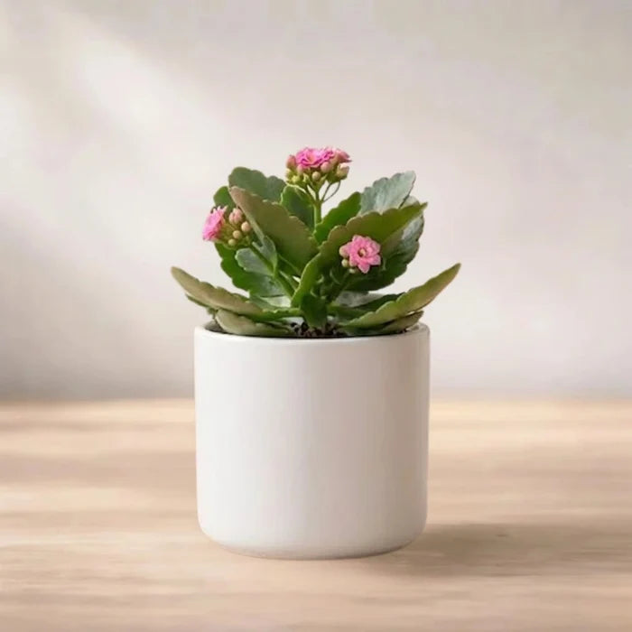 Kalanchoe plant with pink flowers in a white ceramic pot.