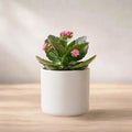 Kalanchoe plant with pink flowers in a white ceramic pot.