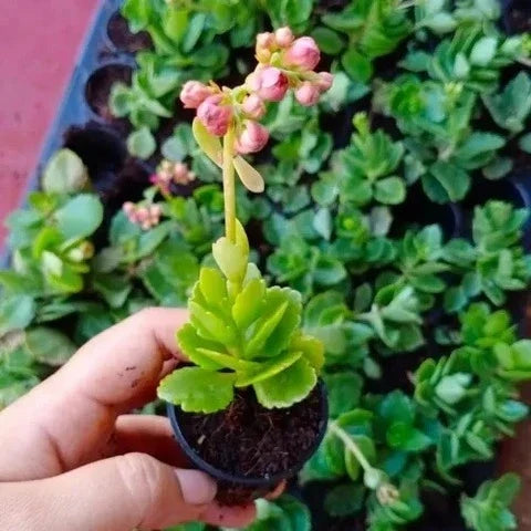 Kalanchoe plant with pink flower buds held in a small black nursery pot.