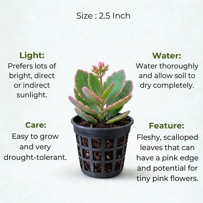 Kalanchoe succulent with scalloped leaves in a black net nursery pot.