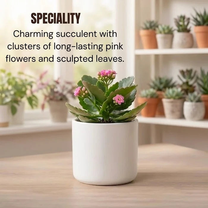 Kalanchoe plant with pink flowers in a white textured pot