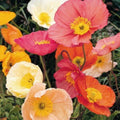 Beautiful pink, orange and white Poppy Iceland flowers