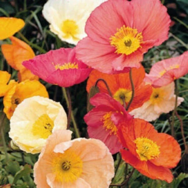 Beautiful pink, orange and white Poppy Iceland flowers