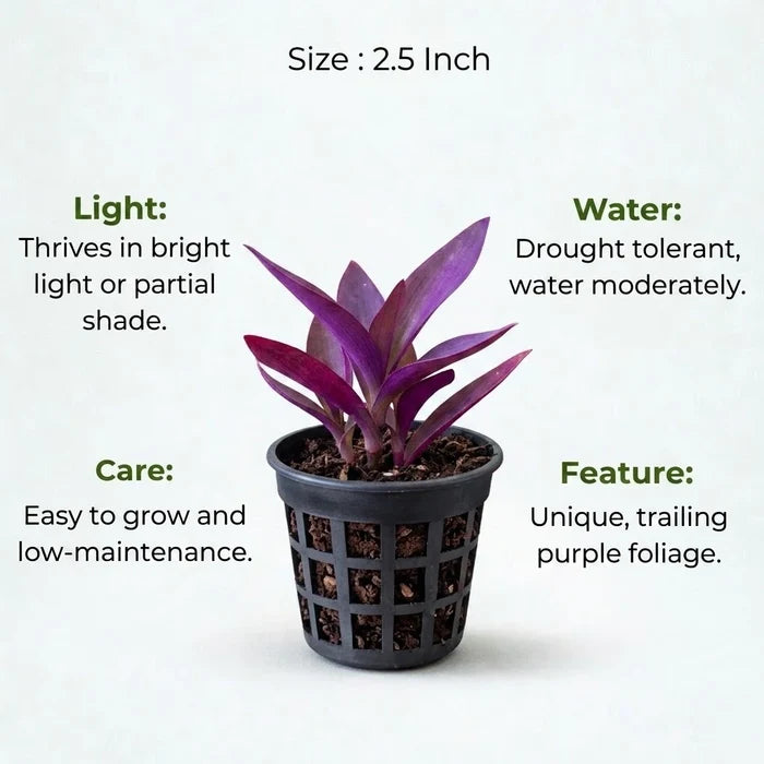 Purple Heart Plant Sapling (1pc)
