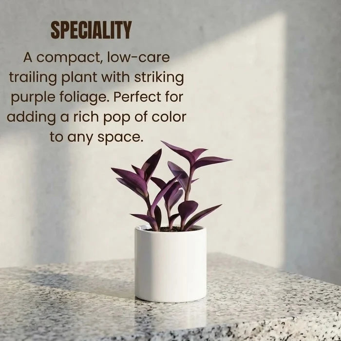 Purple Heart Plant Sapling (1pc)