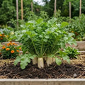 Radish Seeds (10 seeds)