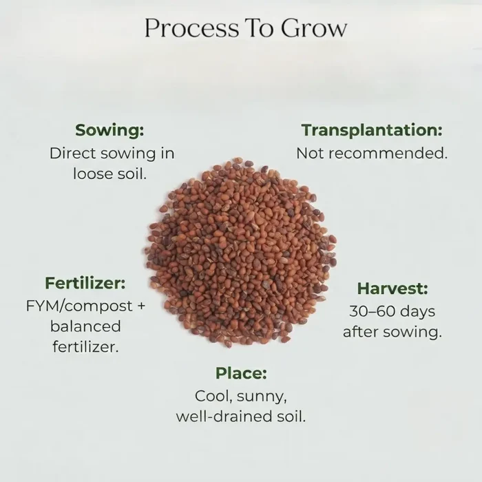 Radish Seeds (10 seeds)