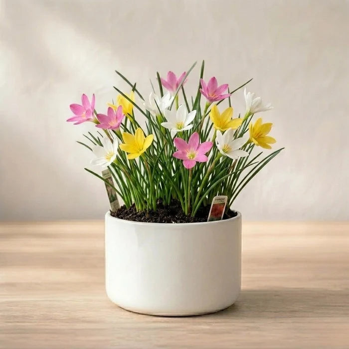 Rain Lily Bulb (Set of 5)