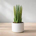 A potted Sansevieria cylindrica with vertical, spear-like green striped leaves in a round white ceramic planter.