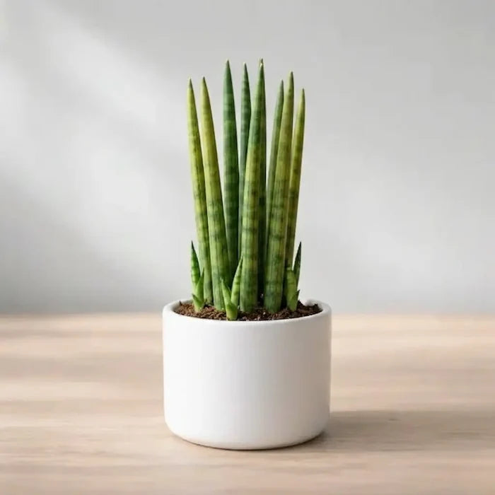 A potted Sansevieria cylindrica with vertical, spear-like green striped leaves in a round white ceramic planter.