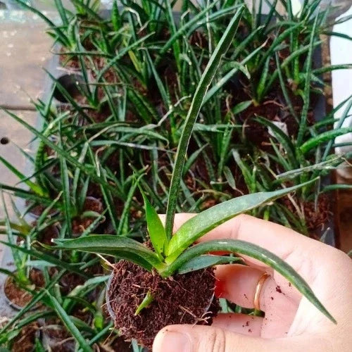 Hand holding a small rooted plant cutting with narrow green leaves, with many similar plants growing in the background.